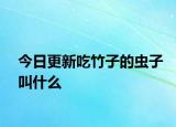 今日更新吃竹子的蟲子叫什么