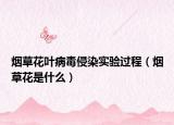 煙草花葉病毒侵染實(shí)驗(yàn)過(guò)程（煙草花是什么）