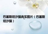 巴基斯坦沙貓真實圖片（巴基斯坦沙貓）