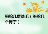 駱駝幾層睫毛（駱駝幾個胃子）