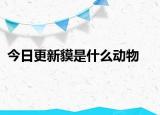 今日更新貘是什么動(dòng)物