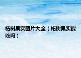柘樹果實圖片大全（柘樹果實能吃嗎）