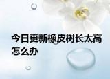 今日更新橡皮樹長太高怎么辦