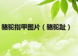 駱駝指甲圖片（駱駝趾）