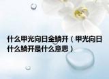 什么甲光向日金鱗開(kāi)（甲光向日什么鱗開(kāi)是什么意思）