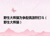 野生大熊貓為爭(zhēng)配偶激烈打斗（野生大熊貓）