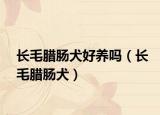 長毛臘腸犬好養(yǎng)嗎（長毛臘腸犬）
