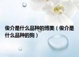 俊介是什么品種的博美（俊介是什么品種的狗）