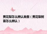 黃花梨怎么辨認真假（黃花梨樹苗怎么辨認）