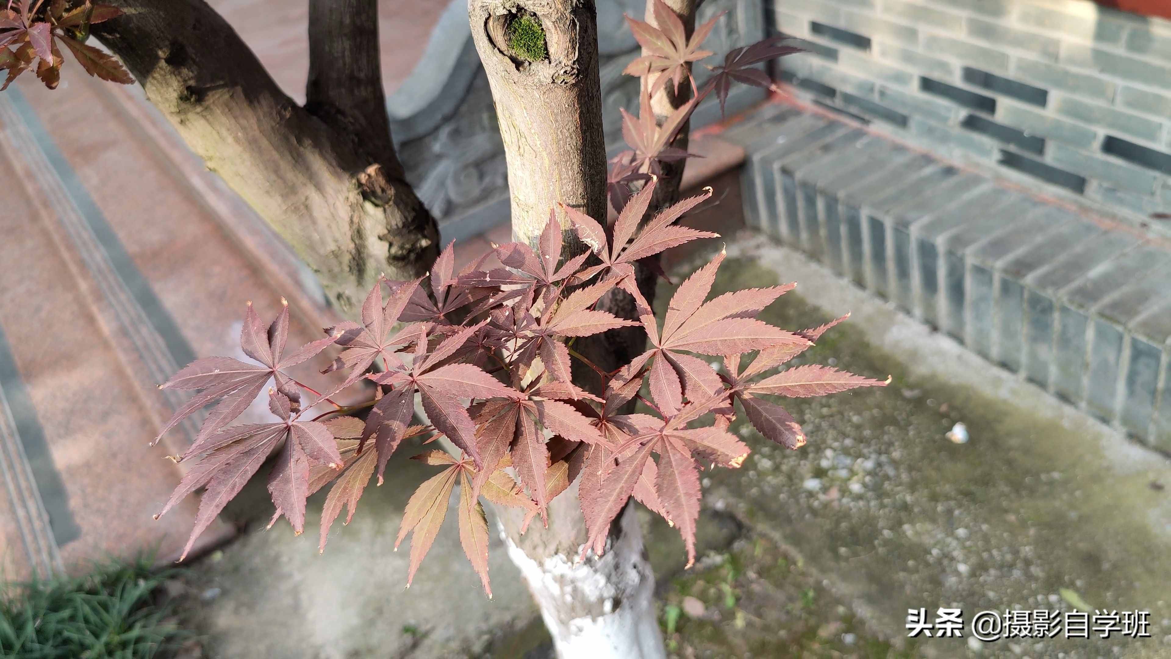手機(jī)攝影入門課，記住這4個(gè)重點(diǎn)，你也能隨手拍美小葉片