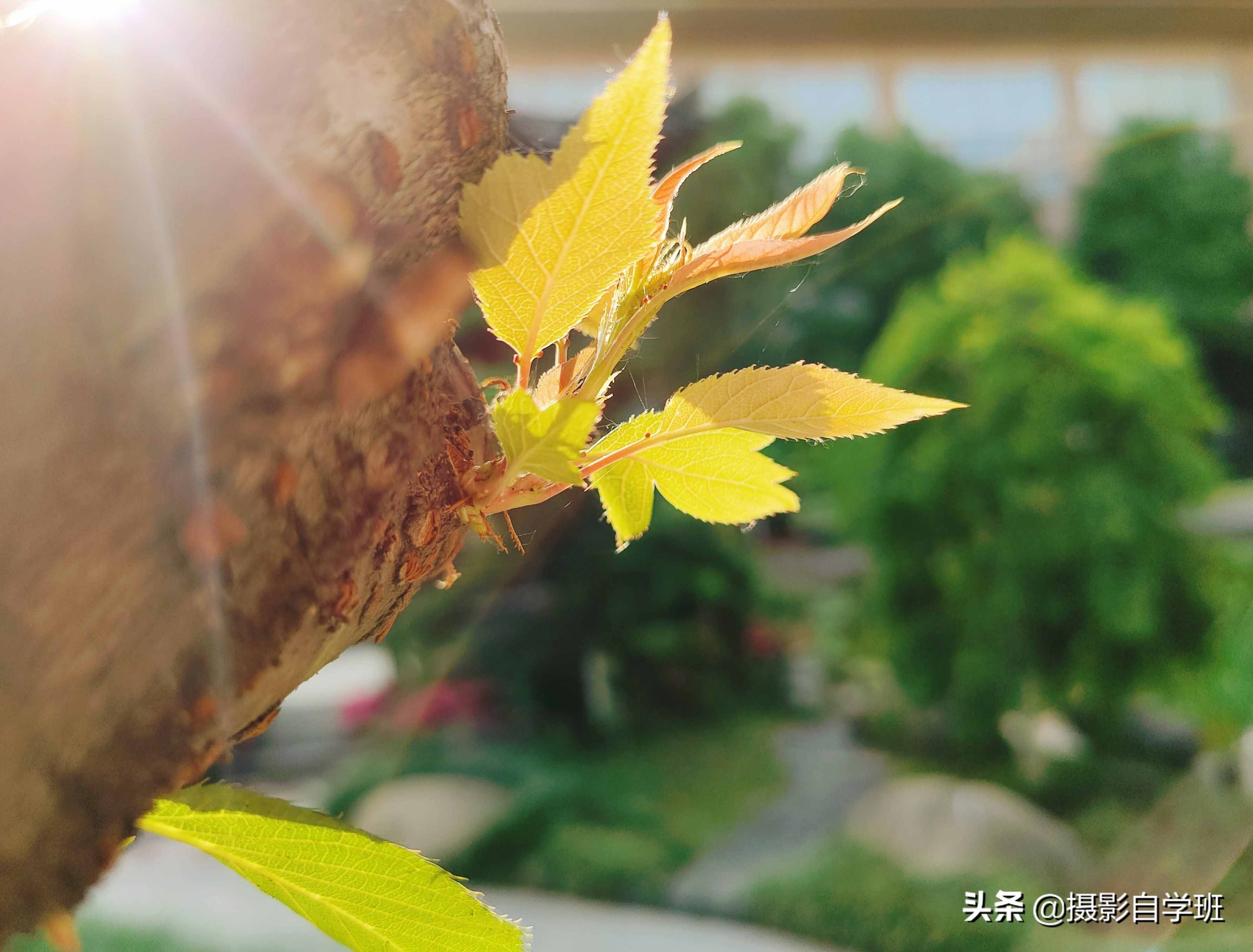 手機(jī)攝影入門課，記住這4個(gè)重點(diǎn)，你也能隨手拍美小葉片