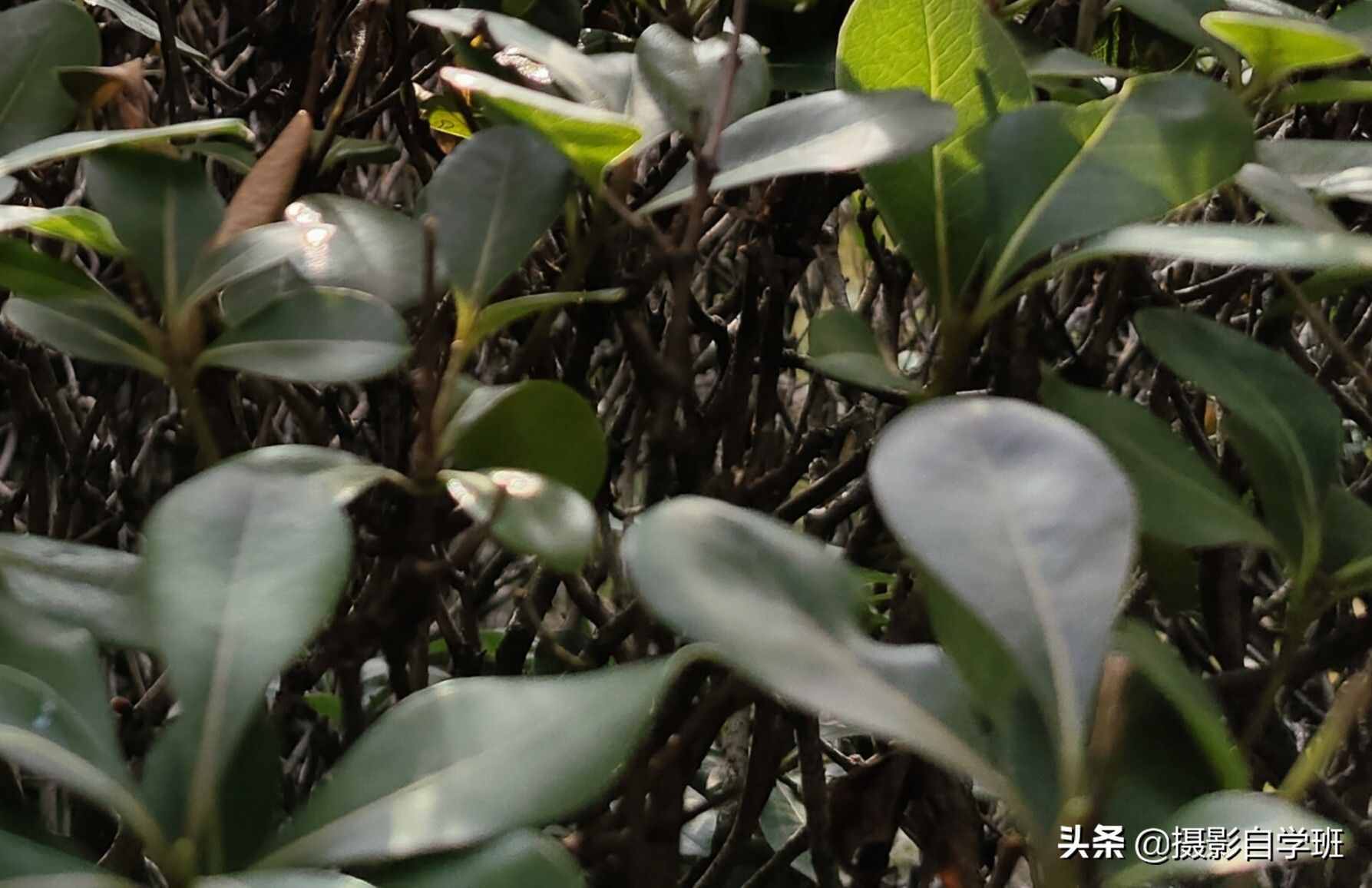 手機(jī)攝影入門課，記住這4個(gè)重點(diǎn)，你也能隨手拍美小葉片