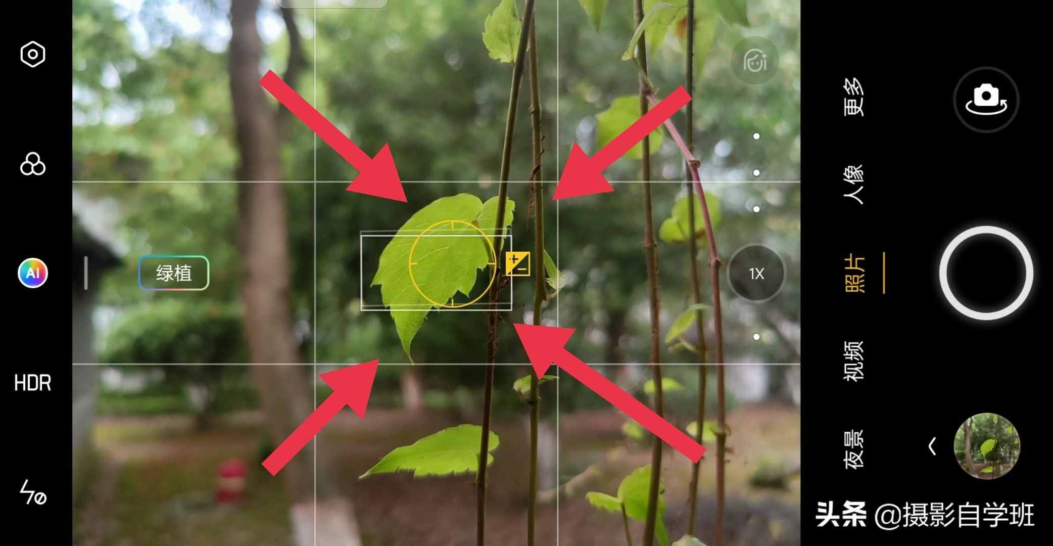 手機(jī)攝影入門課，記住這4個(gè)重點(diǎn)，你也能隨手拍美小葉片