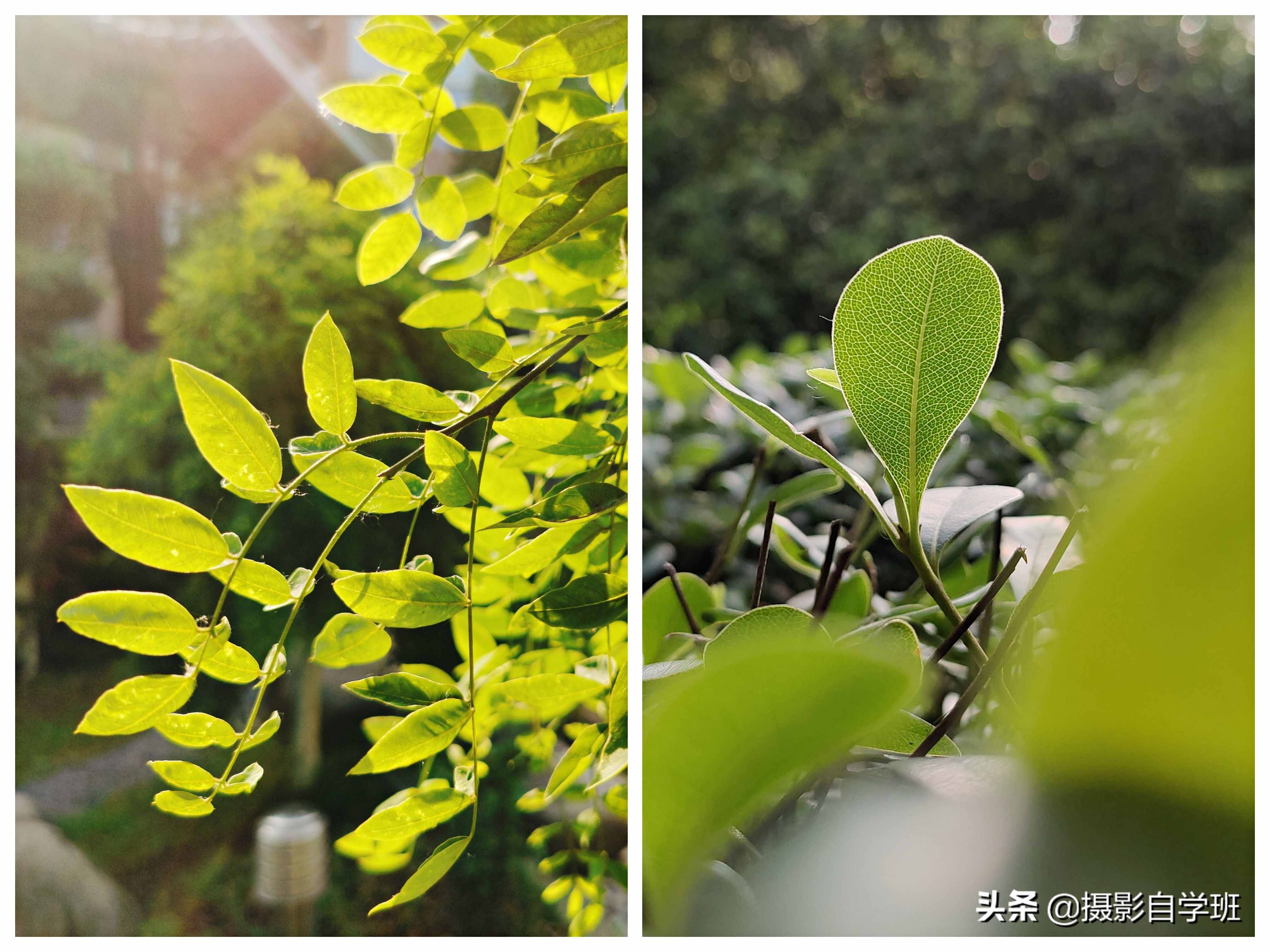手機(jī)攝影入門課，記住這4個(gè)重點(diǎn)，你也能隨手拍美小葉片