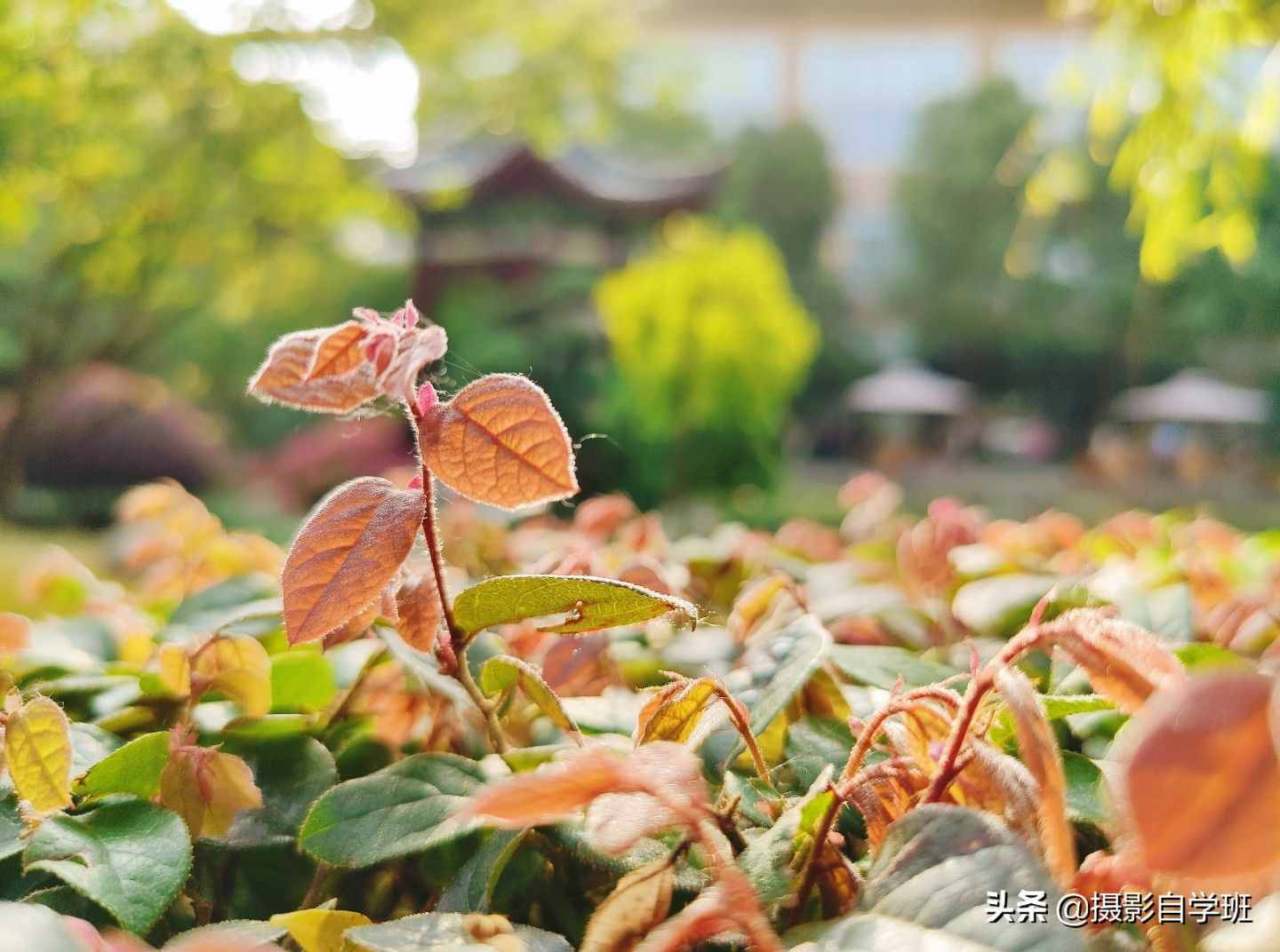手機(jī)攝影入門課，記住這4個(gè)重點(diǎn)，你也能隨手拍美小葉片