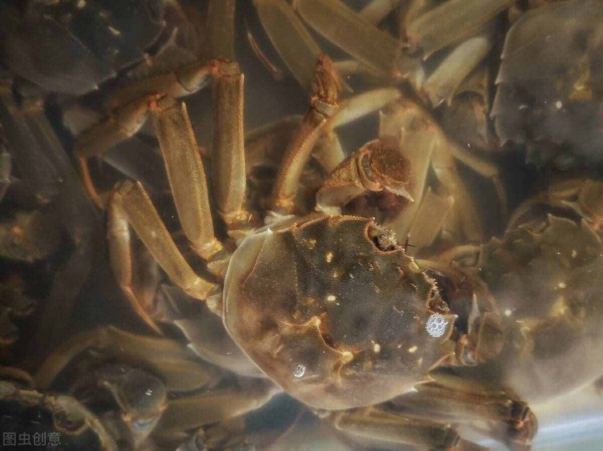 螃蟹買多吃不完，怎么保存？老蟹農(nóng)教你3種方法，放5天依舊鮮活
