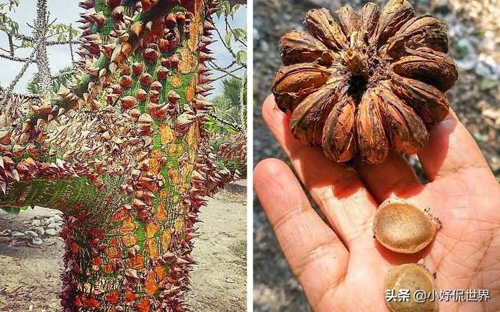 大自然真實(shí)存在著的8種奇妙植物的獨(dú)特能力