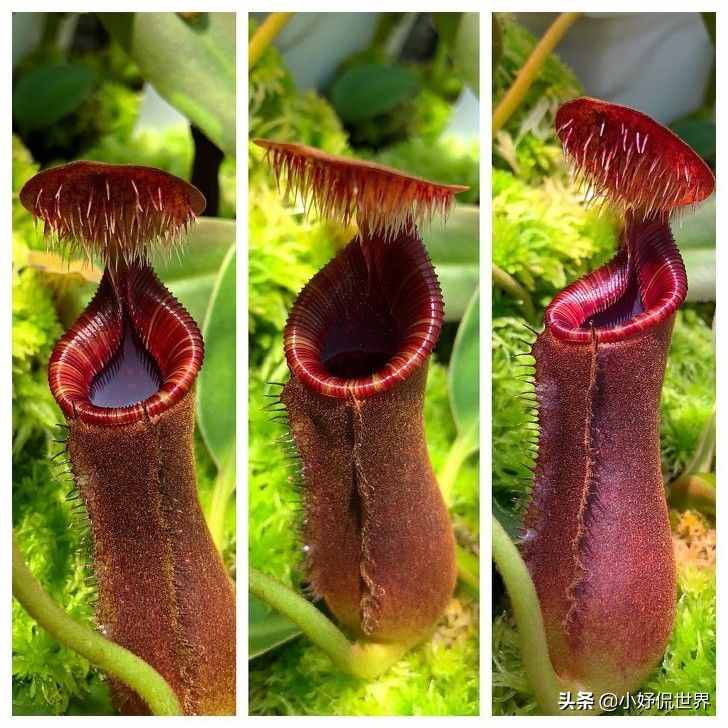 大自然真實(shí)存在著的8種奇妙植物的獨(dú)特能力