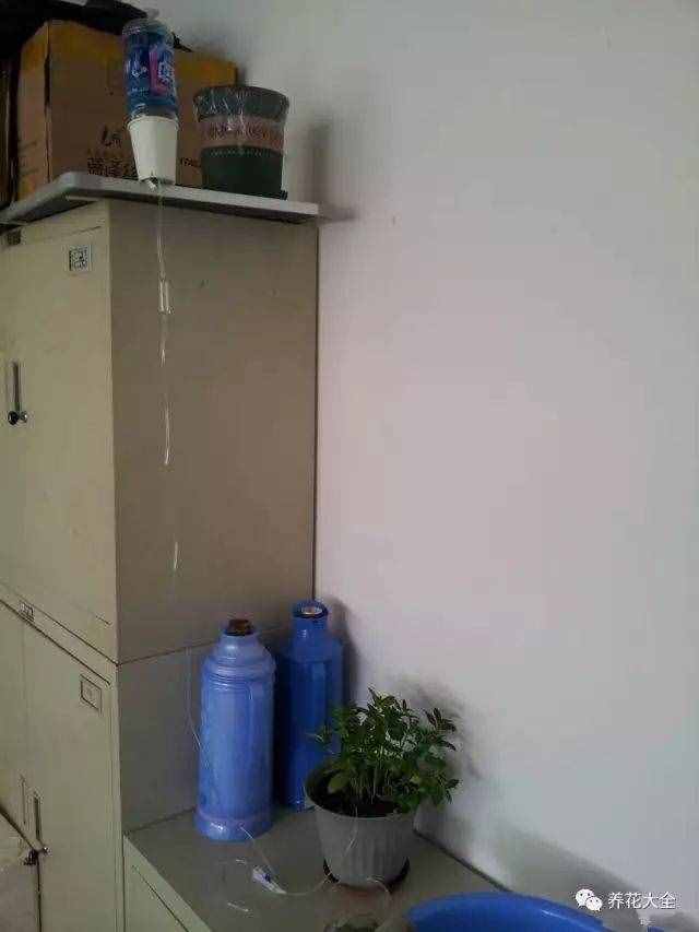 自制自動花卉澆水器，十一去的在再遠都不用擔心花會干！