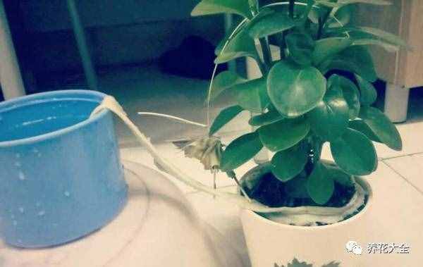 自制自動花卉澆水器，十一去的在再遠都不用擔心花會干！