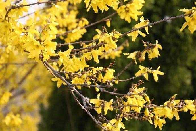 春天常見的40種花，教你從頭認個遍，以后認花再也不求人！