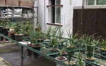 蘭花的這30個品種，價值高還稀有，比玉石字畫都貴