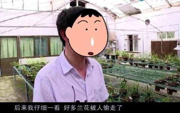 蘭花的這30個品種，價值高還稀有，比玉石字畫都貴