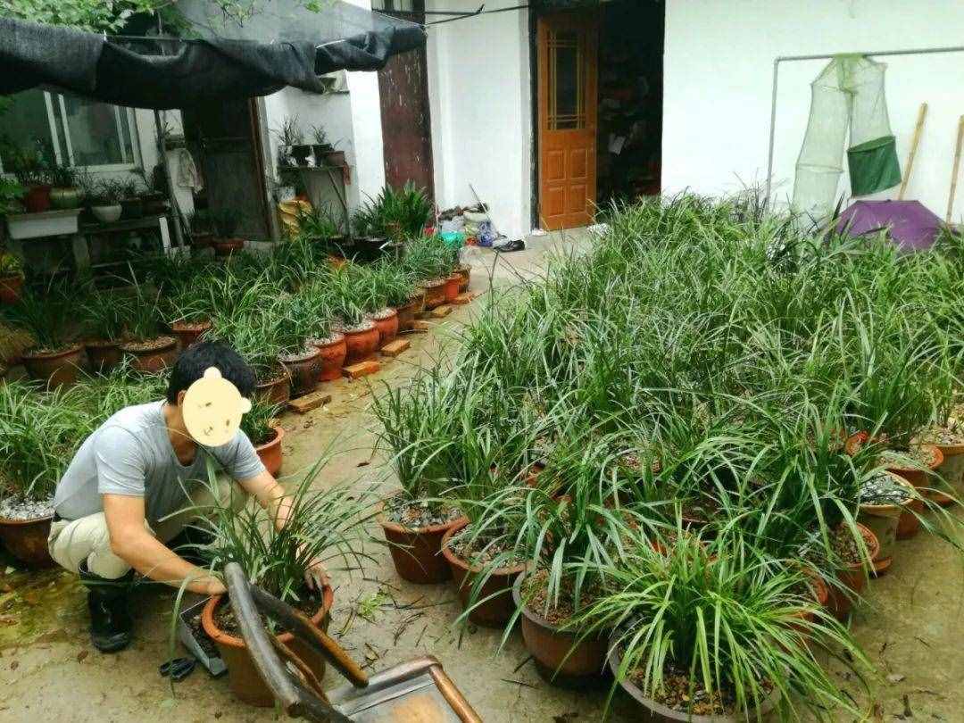 蘭花的這30個品種，價值高還稀有，比玉石字畫都貴
