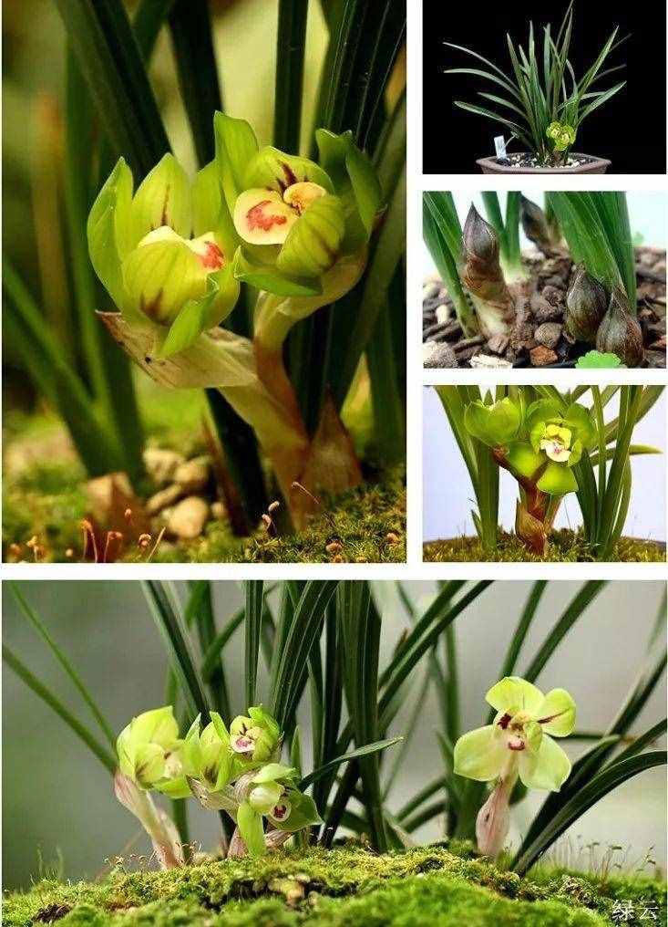 蘭花的這30個品種，價值高還稀有，比玉石字畫都貴