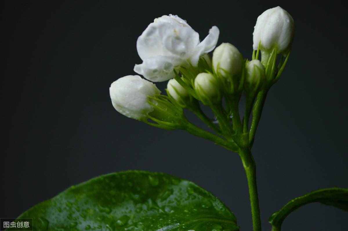 養(yǎng)花知識(shí)：花朵為什么會(huì)散發(fā)香味？