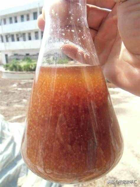 簡易液體菌種制作方法