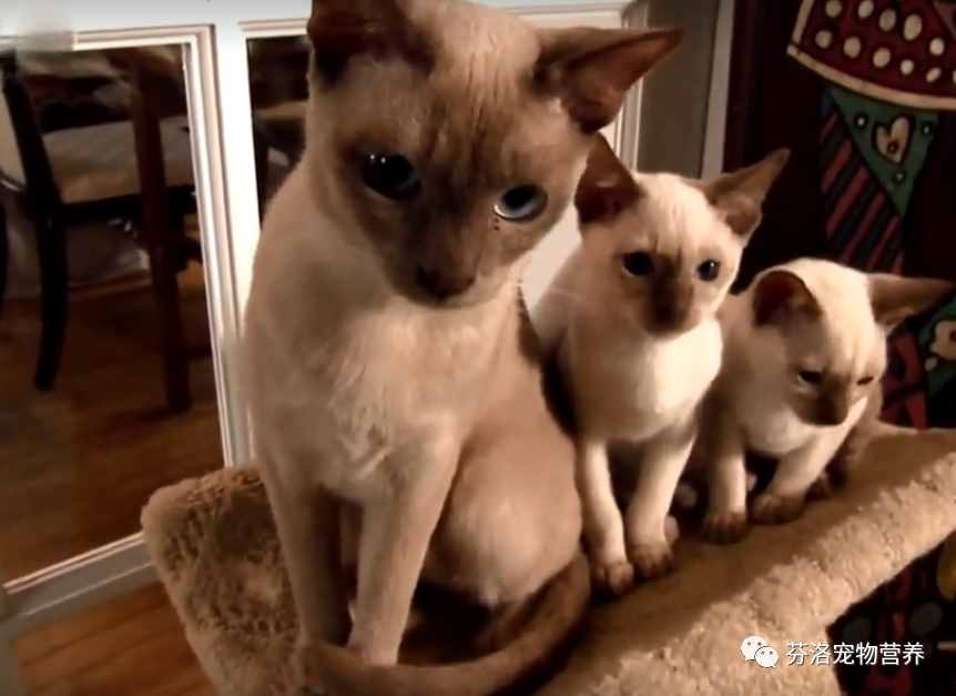 最全貓咪品種資料清單，請您查收