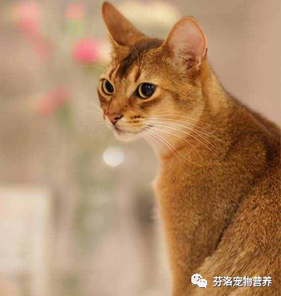 最全貓咪品種資料清單，請您查收