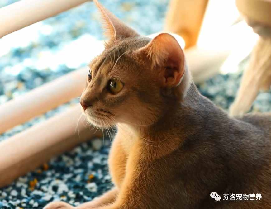 最全貓咪品種資料清單，請您查收