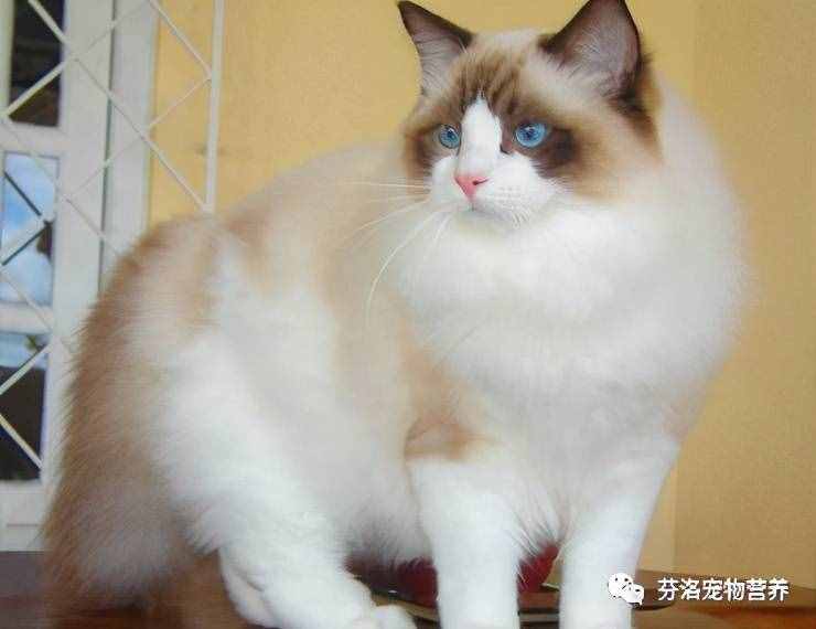 最全貓咪品種資料清單，請您查收