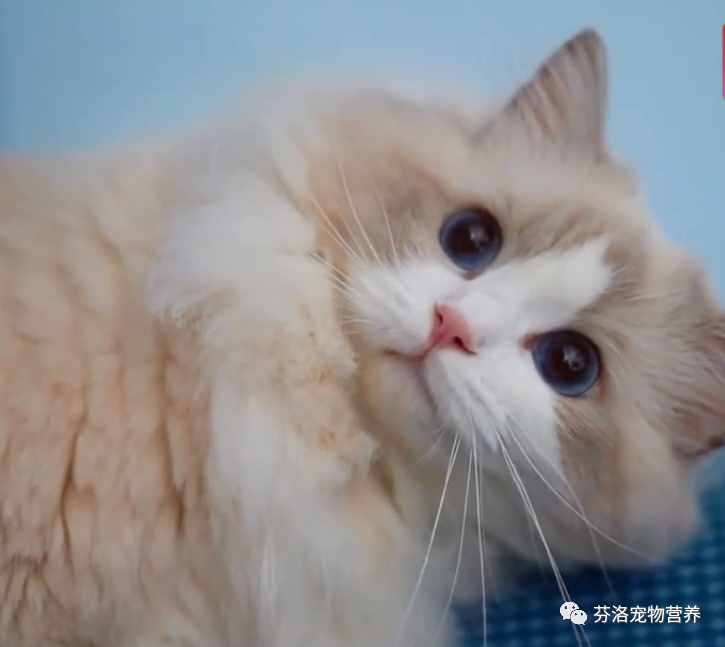 最全貓咪品種資料清單，請您查收