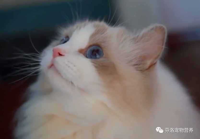 最全貓咪品種資料清單，請您查收