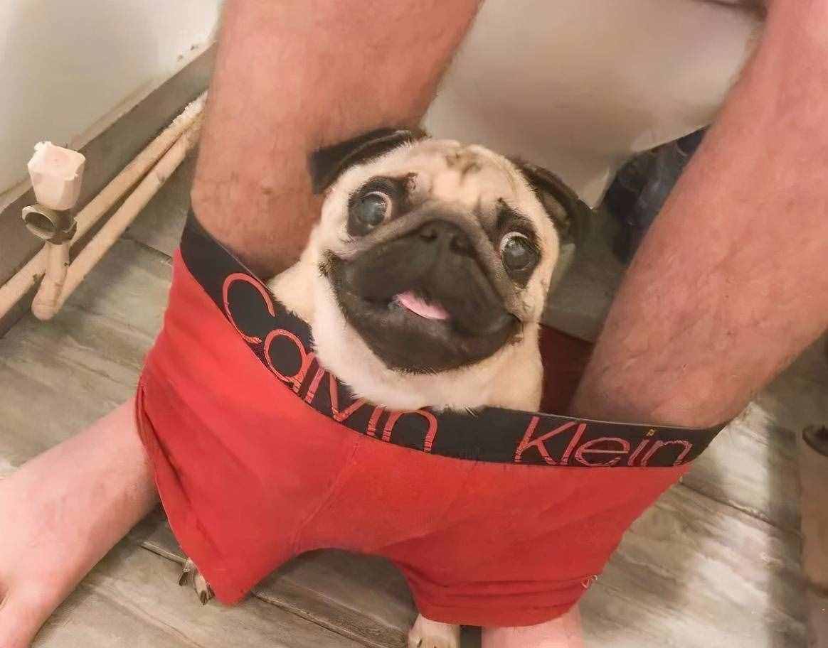 巴哥犬好養(yǎng)嗎？