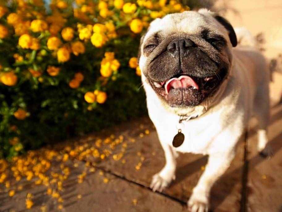 巴哥犬好養(yǎng)嗎？