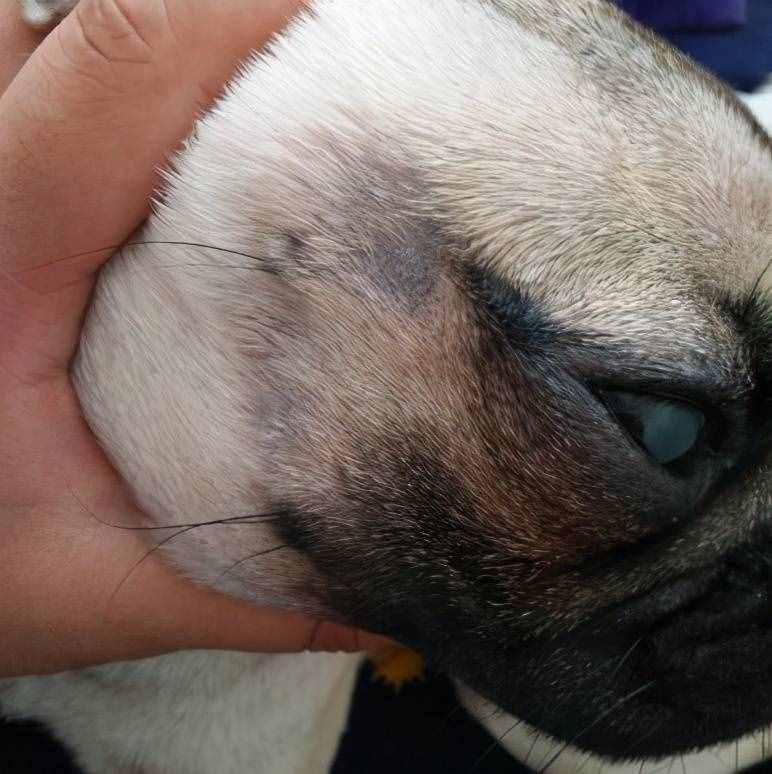 巴哥犬好養(yǎng)嗎？