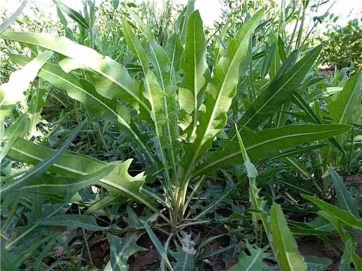 66種野菜辨別圖，再不挖點(diǎn)嘗嘗，下個(gè)月就老了！