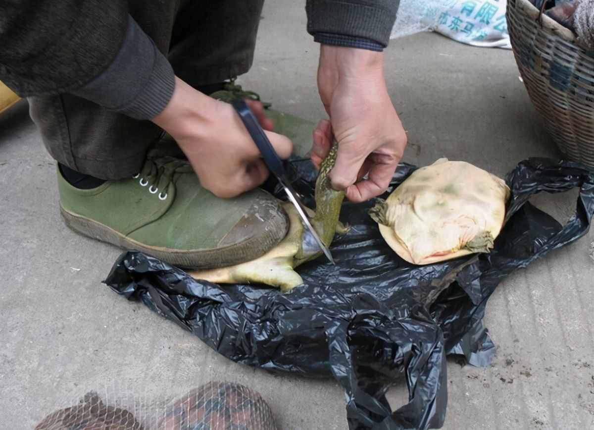 甲魚你真的會(huì)宰殺嗎？直接放血是不對的，先后順序一定不能錯(cuò)