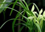 蘭花的養(yǎng)殖方法和注意事項 盆栽（蘭草的養(yǎng)殖方法和注意事項）