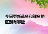 今日更新草魚(yú)和鯉魚(yú)的區(qū)別有哪些