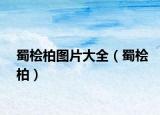 蜀檜柏圖片大全（蜀檜柏）