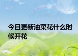 今日更新油菜花什么時(shí)候開花