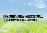 羽毛球由多少根羽毛固定在球托上（羽毛球由多少根羽毛組成）