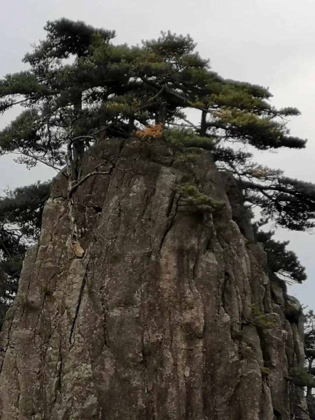 大美黃山奇松怪石
