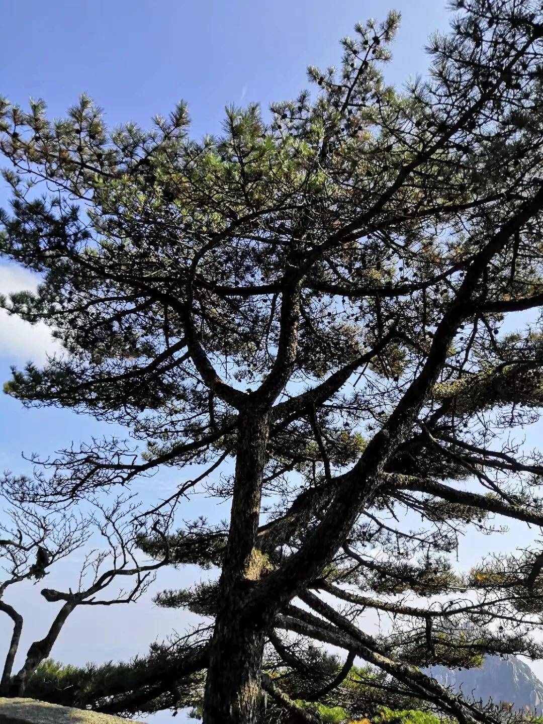 大美黃山奇松怪石