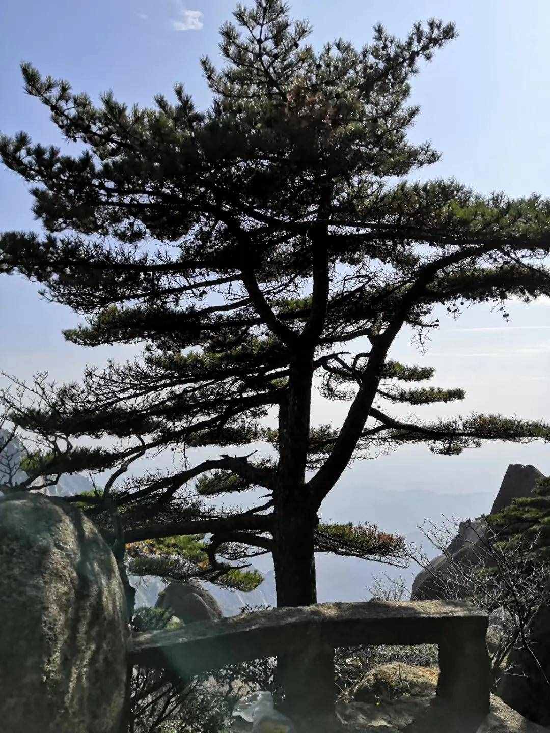大美黃山奇松怪石